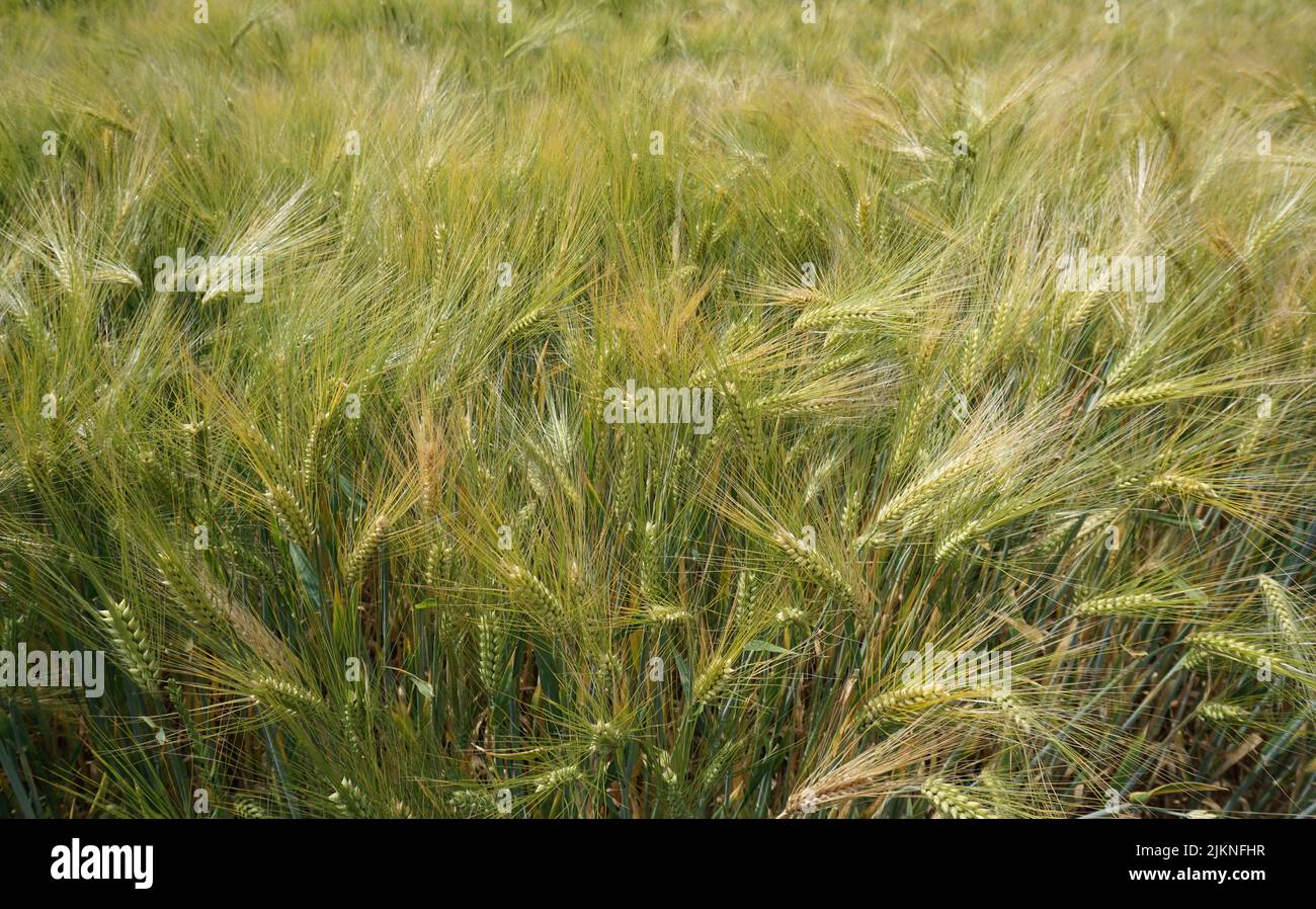 Un campo con erba di orzo Foto Stock