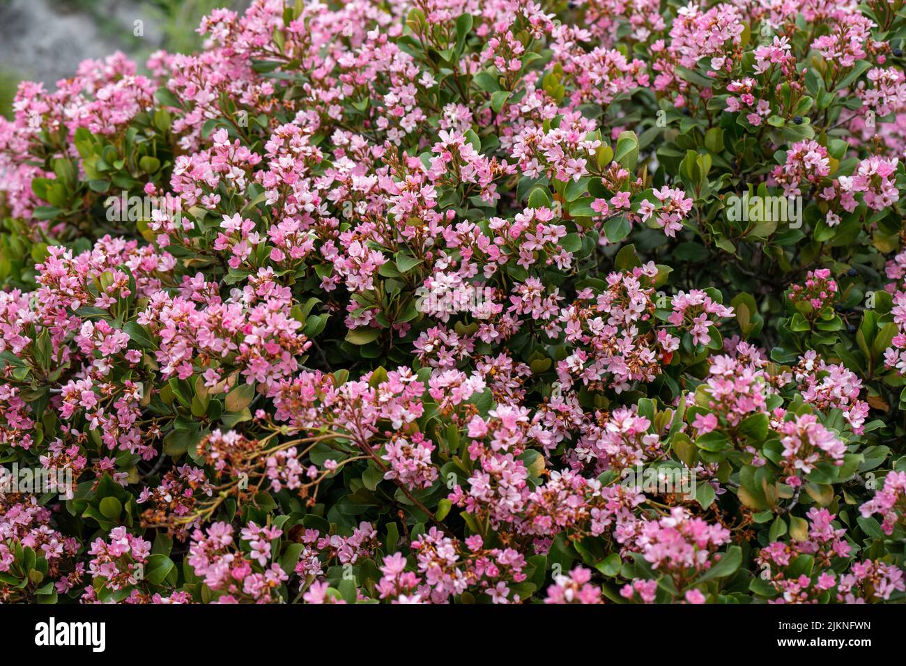 Un primo piano di rosa biancospino indiano (Rhaphiolepis indica) fiori di pianta fiorendo sotto la luce solare brillante Foto Stock