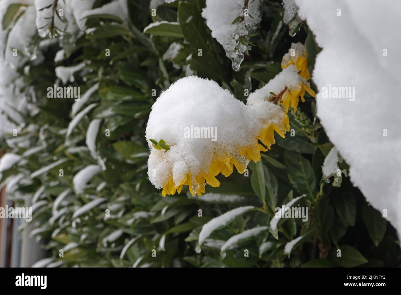 L'inverno è tornato. Fioritura Forsythia nella neve. Foto Stock