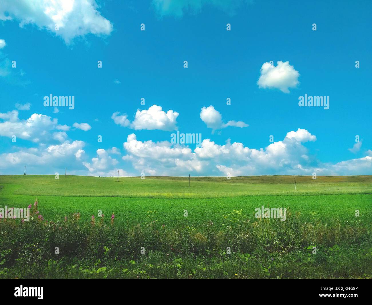 Un campo verde che si estende fino all'orizzonte con il cielo blu sullo sfondo - ottimo per gli sfondi Foto Stock
