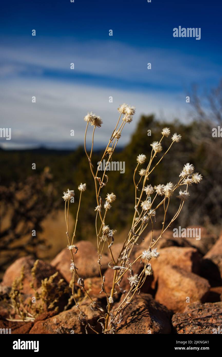 Un primo piano di piccoli fiori bianchi vicino alle rocce Foto Stock