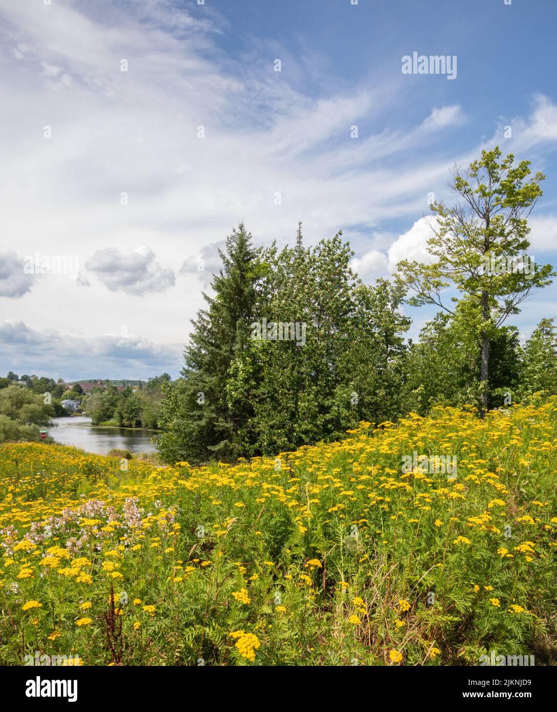 Splendida vista sul paesaggio floreale e sul fiume a Huntsville, Ontario, in estate Foto Stock