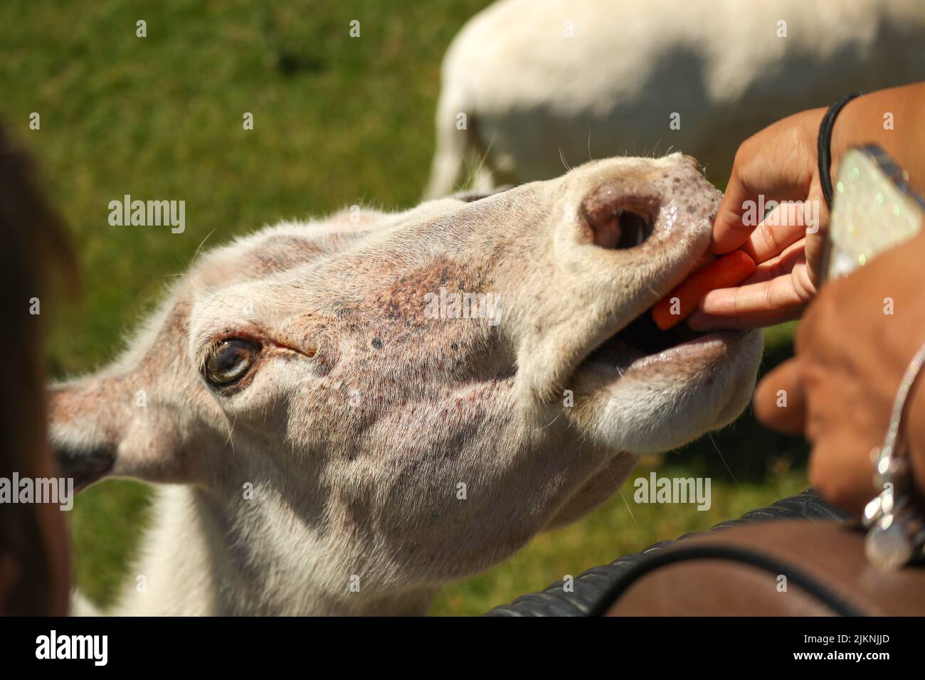 Una vista di una capra (capra hircus) in uno zoo o safari parco mangiare carota da una mano umana Foto Stock