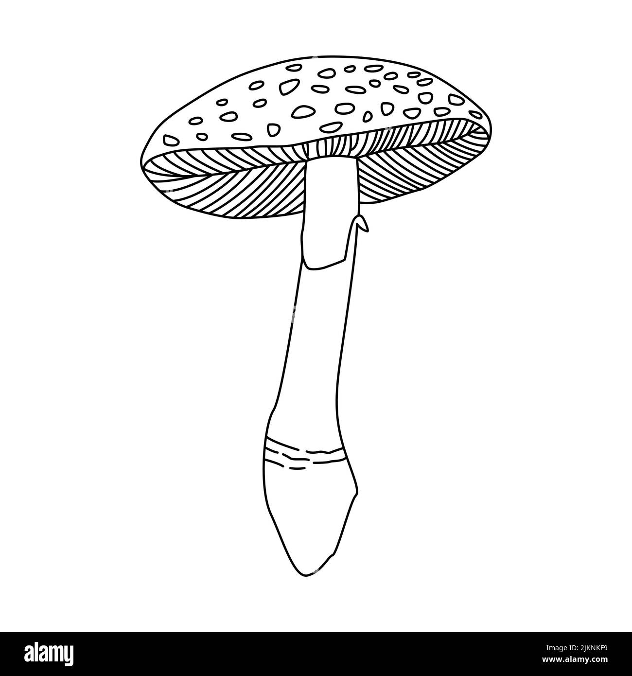 Funghi illustrazione del vettore disegnata mano, funghi pericolosi, toadstool, mosca agaric, toadstool bianco, famiglia di funghi isolato sfondo bianco Illustrazione Vettoriale