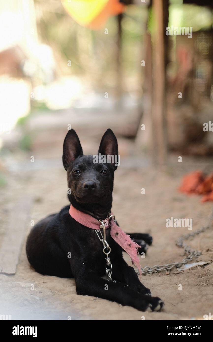 Una foto verticale di un piccolo ridgeback thailandese nero sdraiato sul terreno e guardando la fotocamera Foto Stock