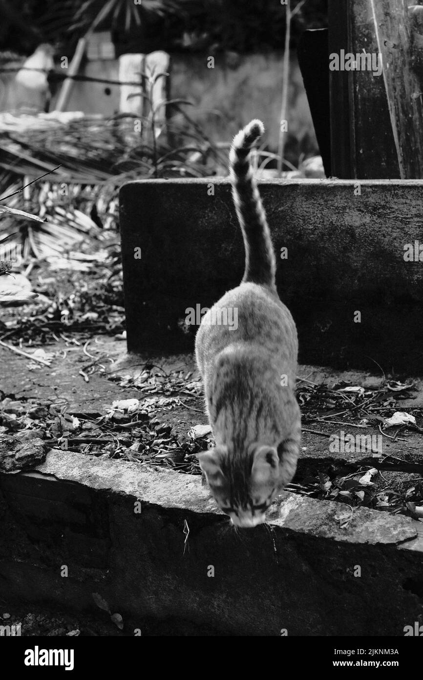 Un colpo verticale di gattino saltellante in bianco e nero Foto Stock