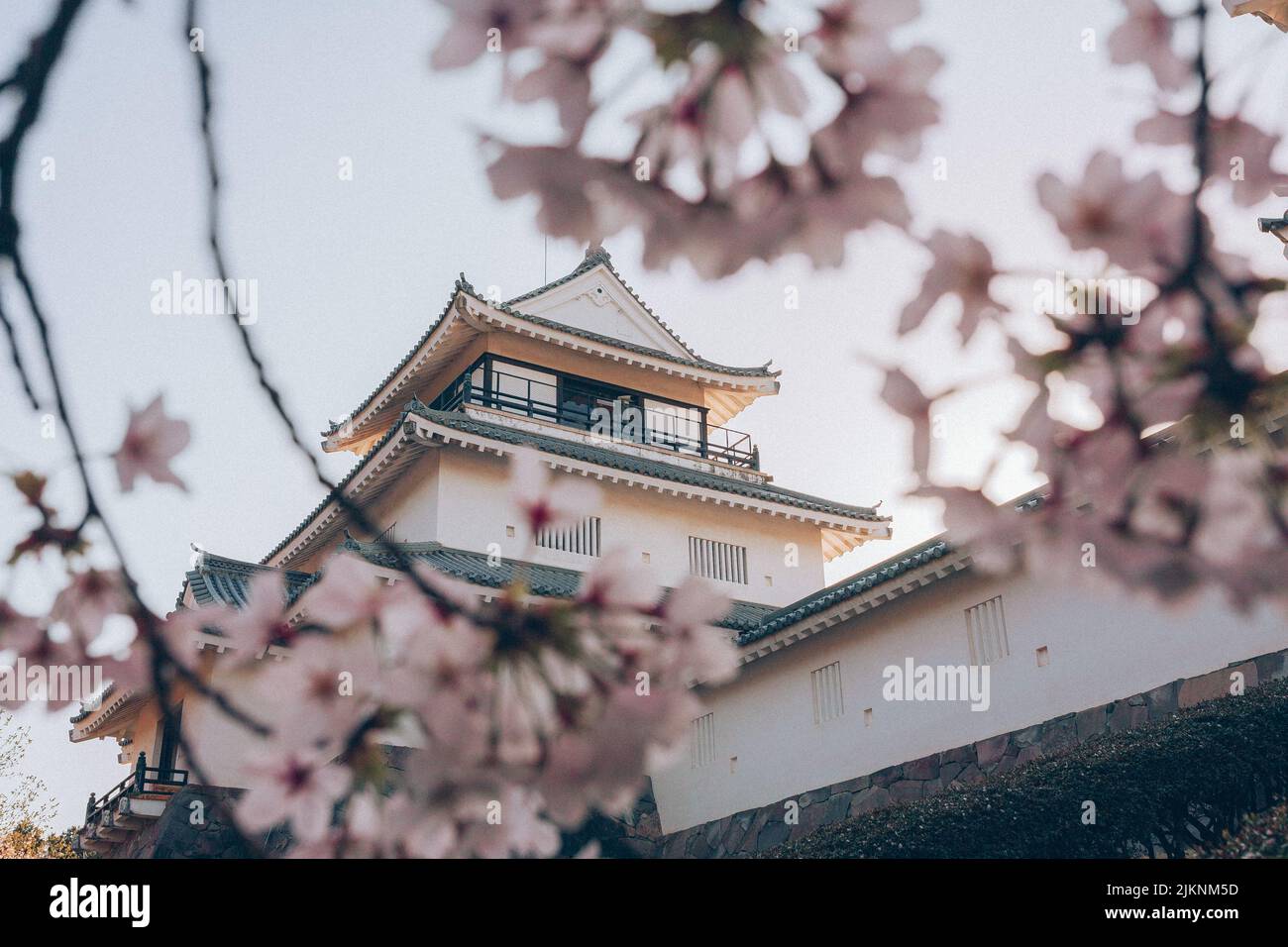 Un'inquadratura ad angolo basso di un tempio giapponese con bellissimi fiori di ciliegio in primo piano Foto Stock