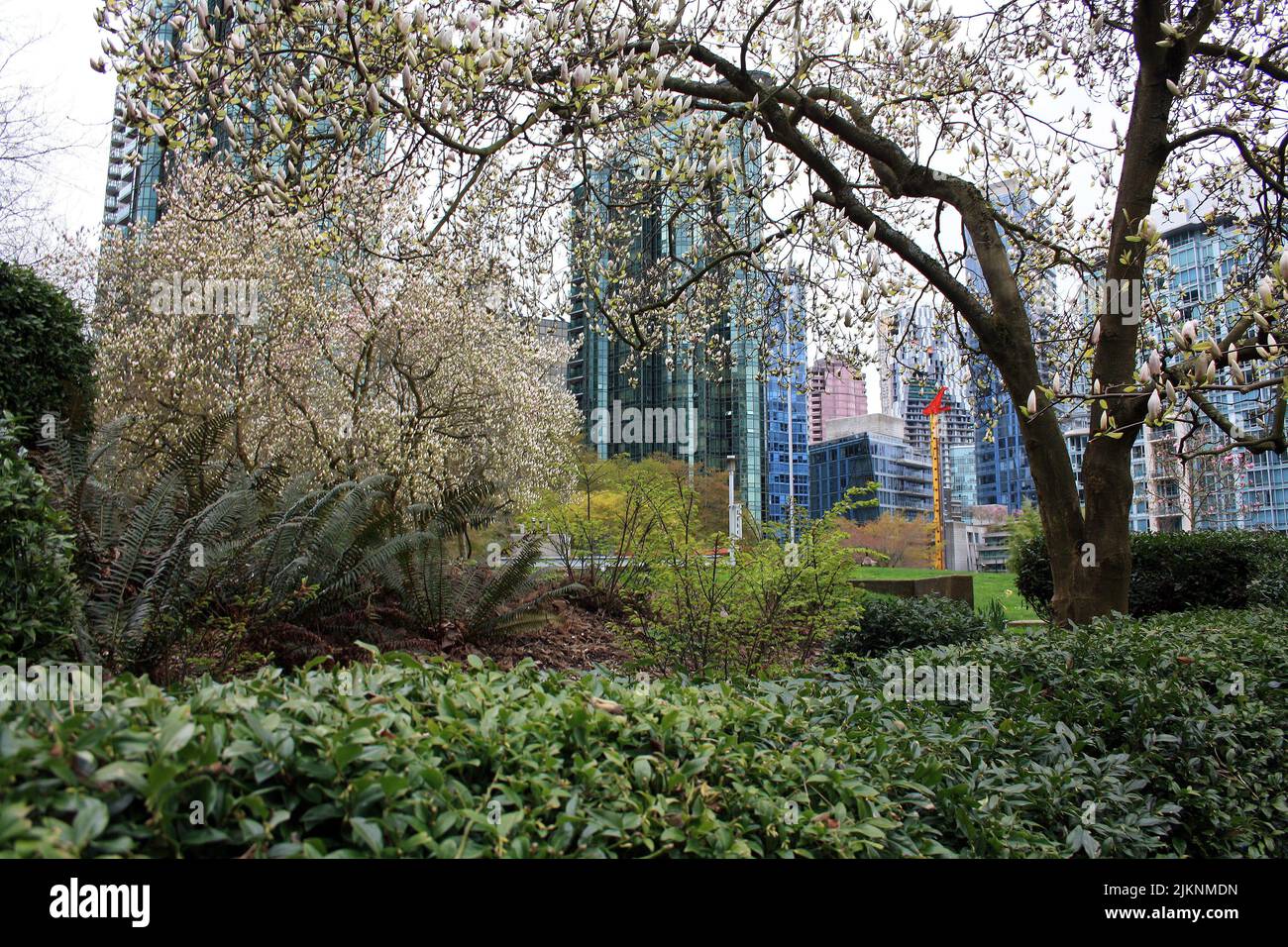 Gli alberi in fiore e le piante verdi nel parco contro gli edifici. Vancouver, British Columbia, Canada. Foto Stock