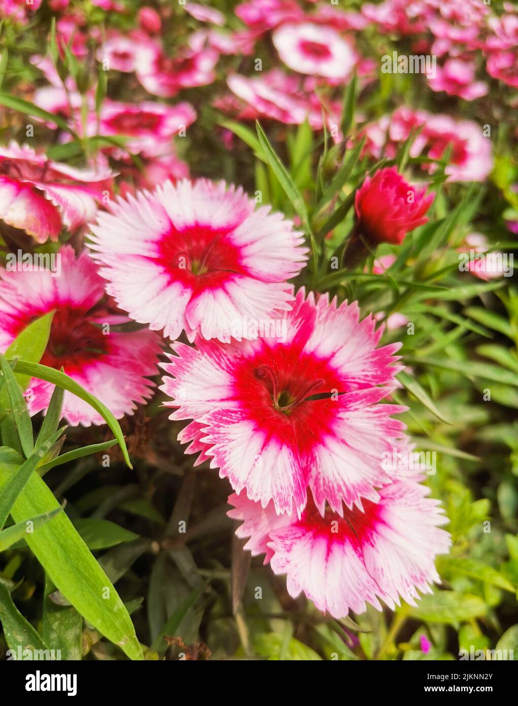 Un fuoco selettivo sparo di fiori di garofano cinesi rosa nel giardino Foto Stock