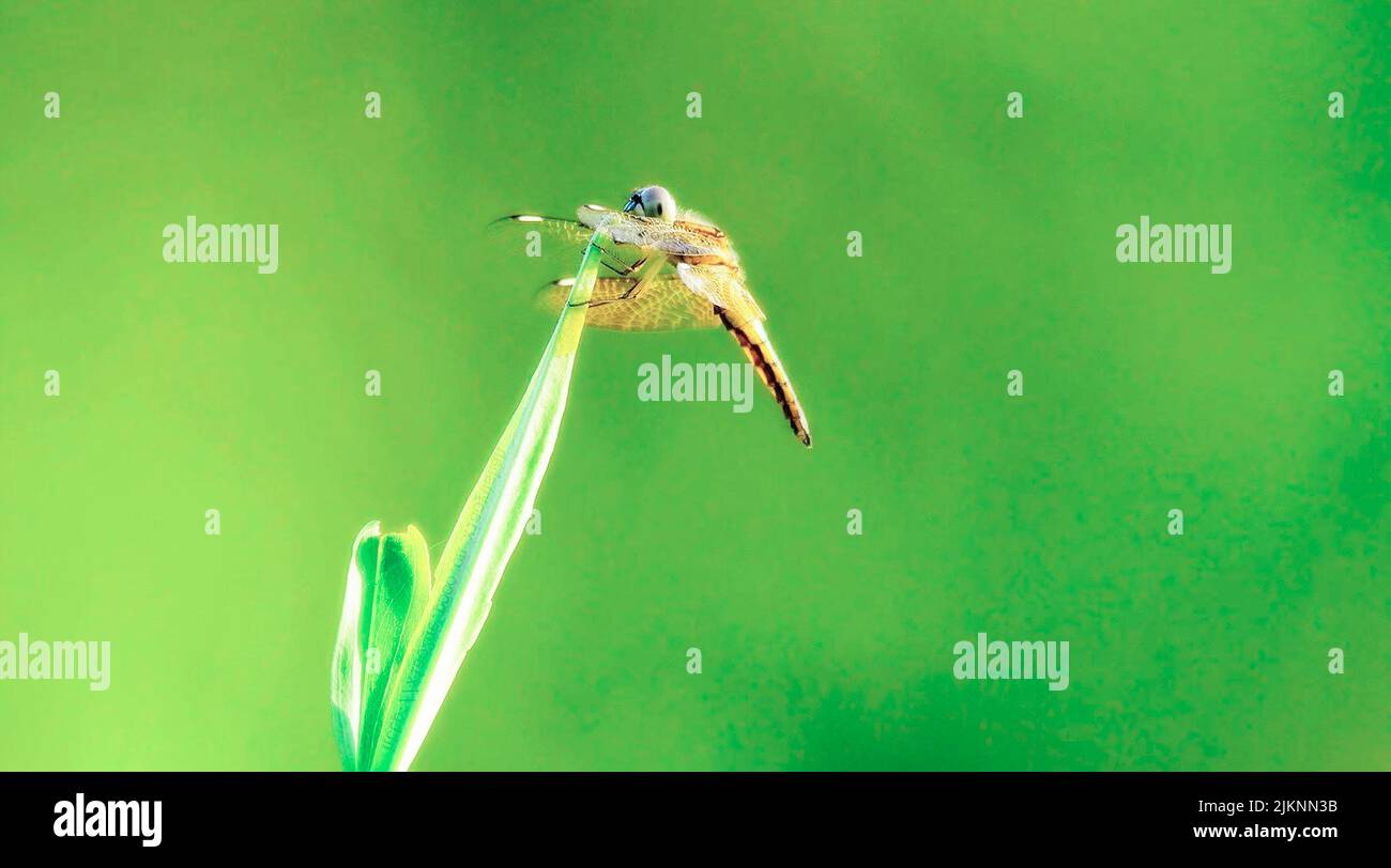 Un colpo selettivo di fuoco di una libellula appollaiata sull'erba Foto Stock