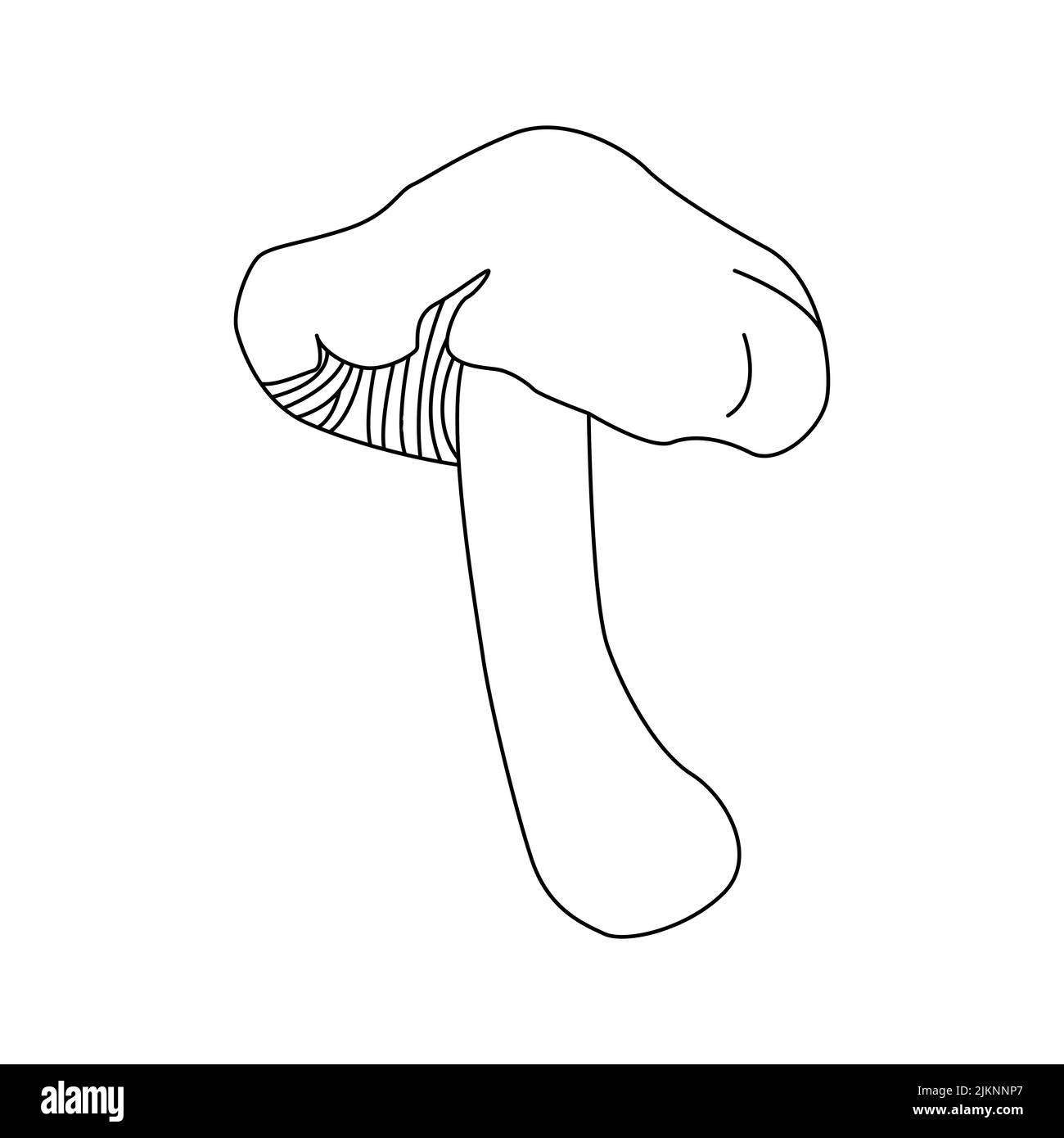 Funghi illustrazione del vettore disegnata mano, funghi pericolosi, toadstool, mosca agaric, toadstool bianco, famiglia di funghi isolato sfondo bianco Illustrazione Vettoriale