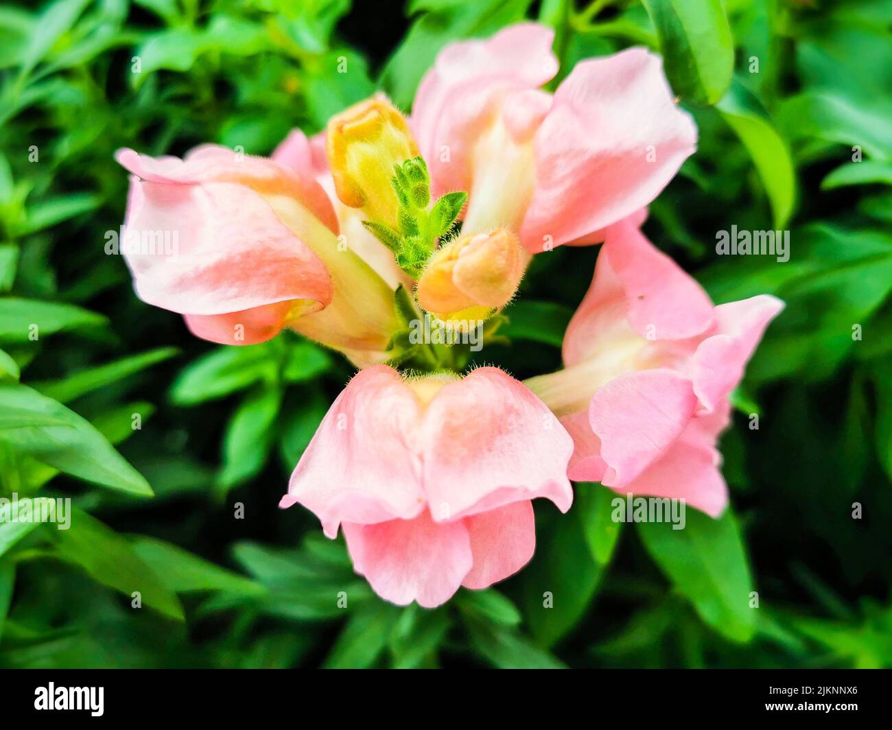 Un primo piano di un fiore di drago (Antirrhinum) su uno sfondo sfocato Foto Stock