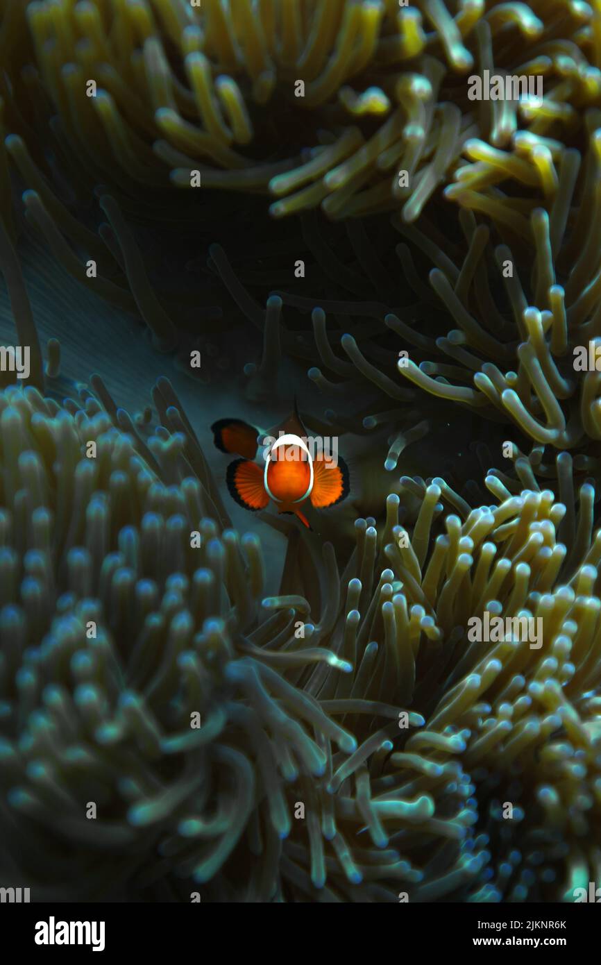 Uno scatto verticale del mondo sottomarino con il pesce pagliaccio ocellaris vicino all'anemone marino Foto Stock