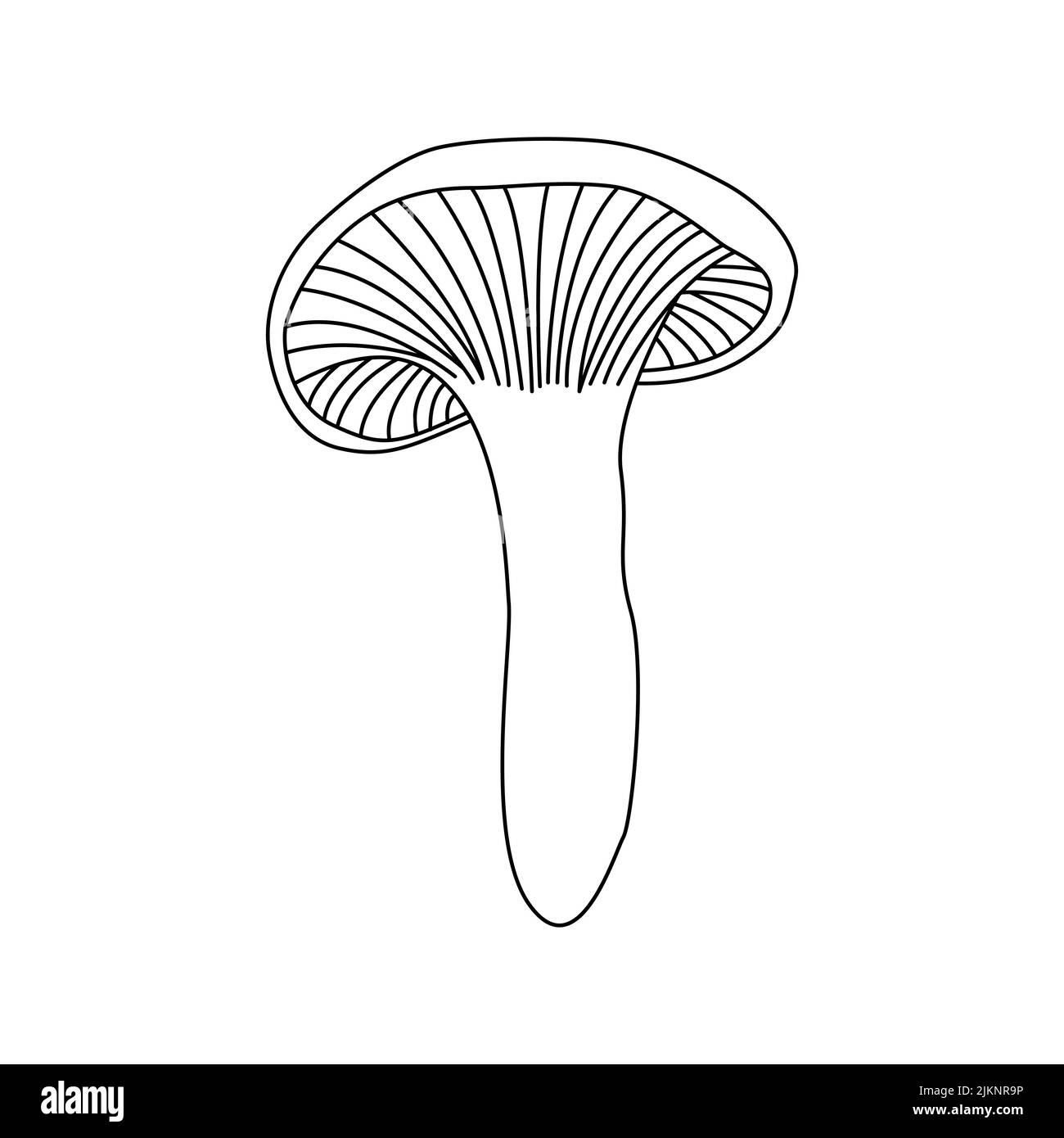 Funghi illustrazione del vettore disegnata mano, funghi pericolosi, toadstool, mosca agaric, toadstool bianco, famiglia di funghi isolato sfondo bianco Illustrazione Vettoriale