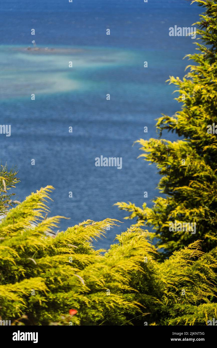 Uno scatto verticale del mare blu che si dispiega dietro gli alberi verdi Foto Stock