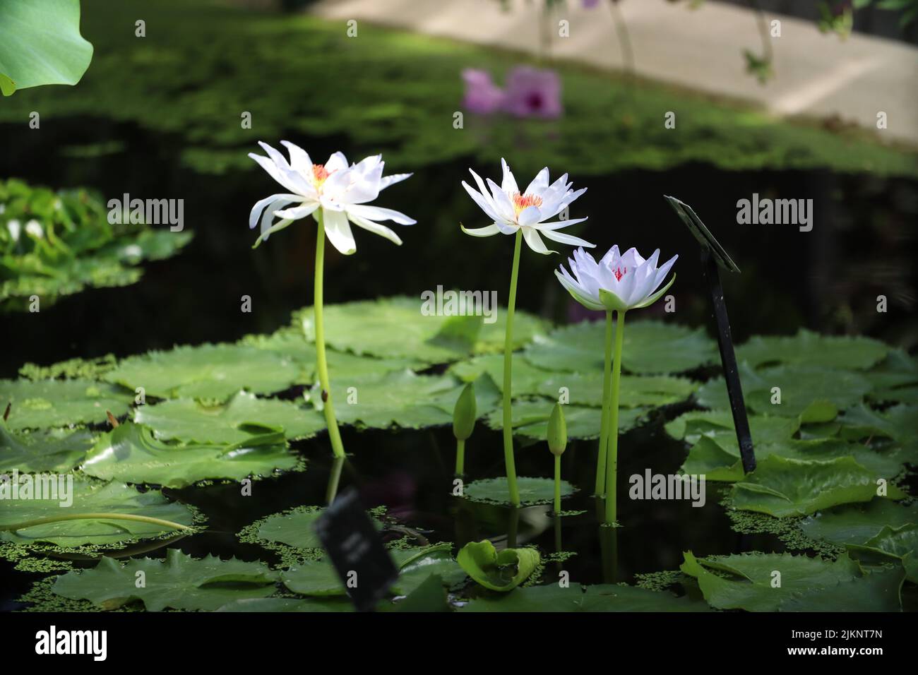 Un primo piano di bellissimi gigli d'acqua. Nymphaea nouchali. Foto Stock