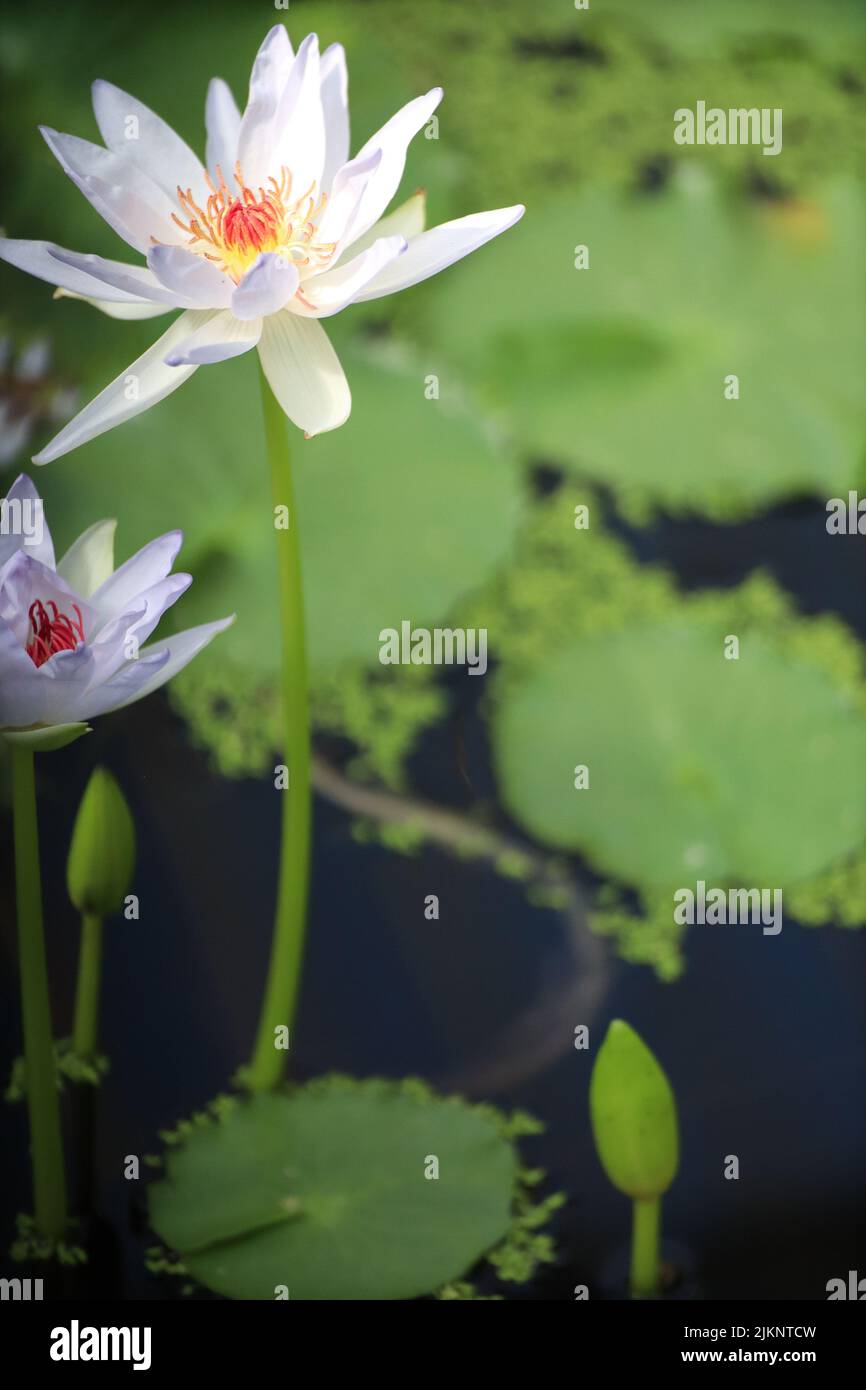 Un primo piano verticale di bellissimi gigli d'acqua. Nymphaea nouchali. Foto Stock