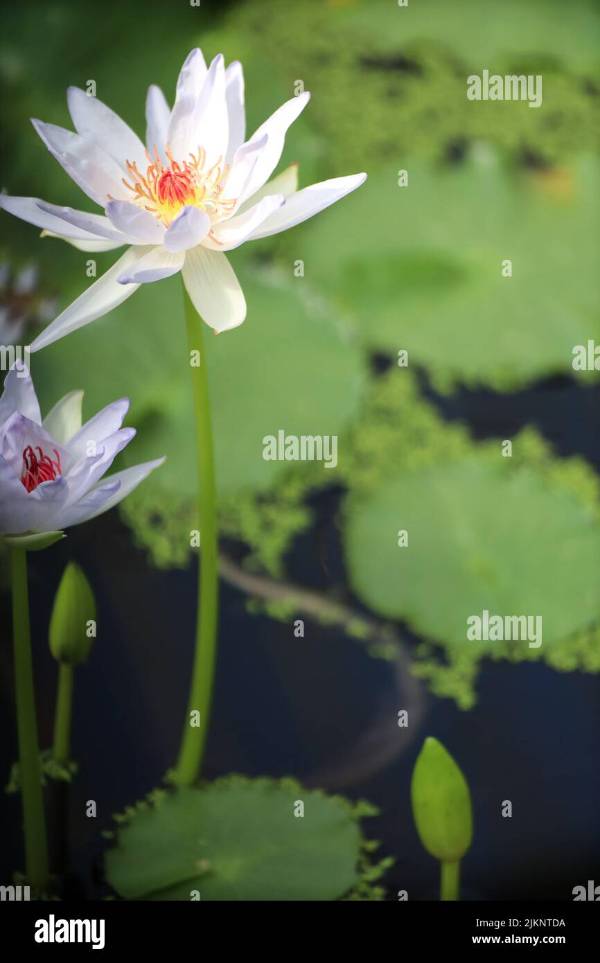 Un primo piano verticale di bellissimi gigli d'acqua. Nymphaea nouchali. Foto Stock