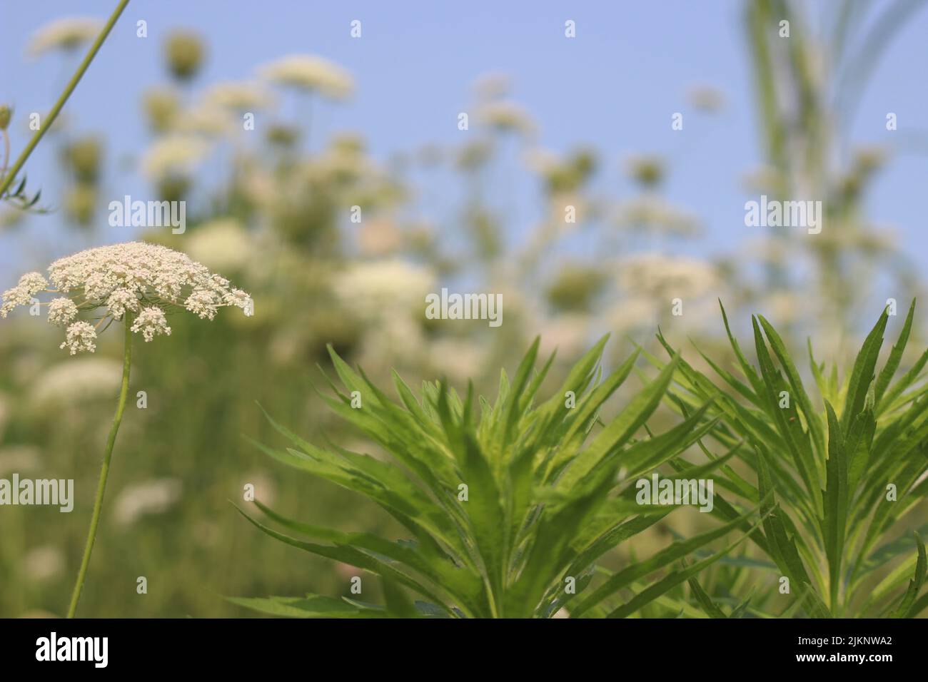 Un primo piano dei fiori dei semi di timolo che crescono nel campo Foto Stock