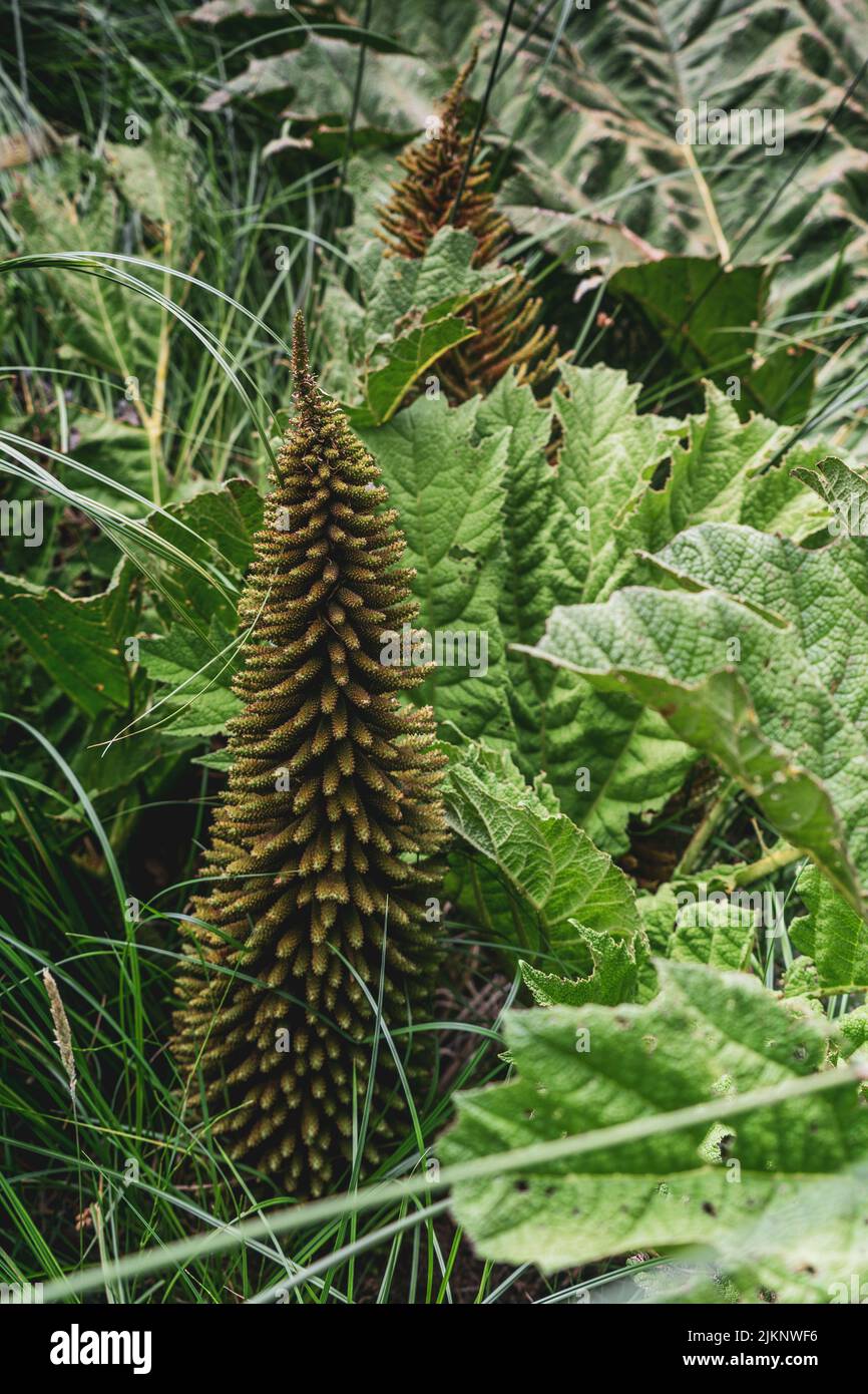 Un primo piano verticale di Gunnera tinctoria, noto come rabarbaro gigante o rabarbaro cileno. Foto Stock