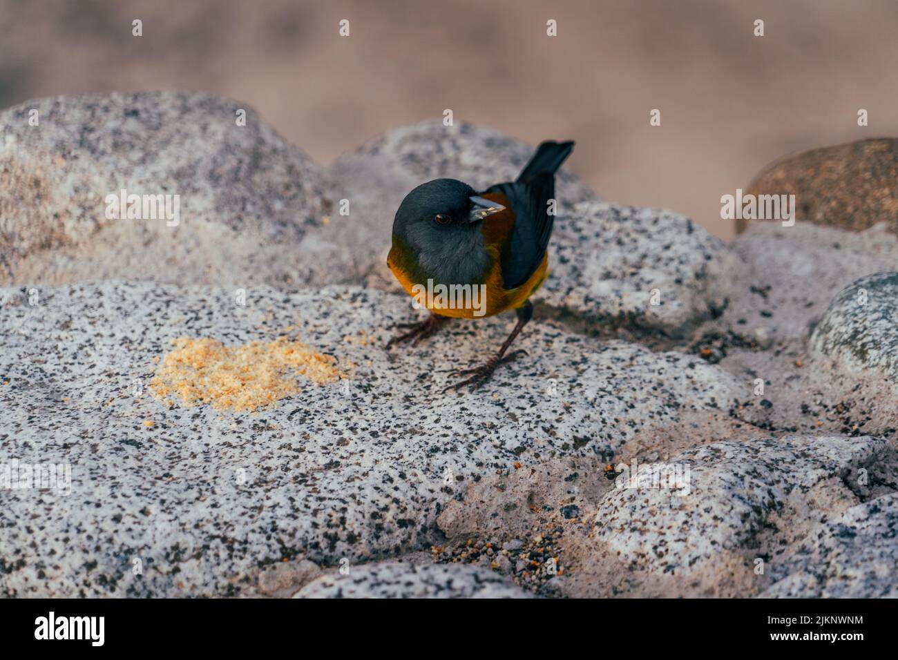 Una foto dall'alto di una bella pinca della sierra della Patagonia su una roccia Foto Stock