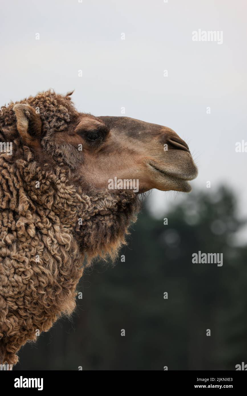 Un primo piano verticale del profilo di un cammello che guarda da parte contro gli alberi verdi Foto Stock
