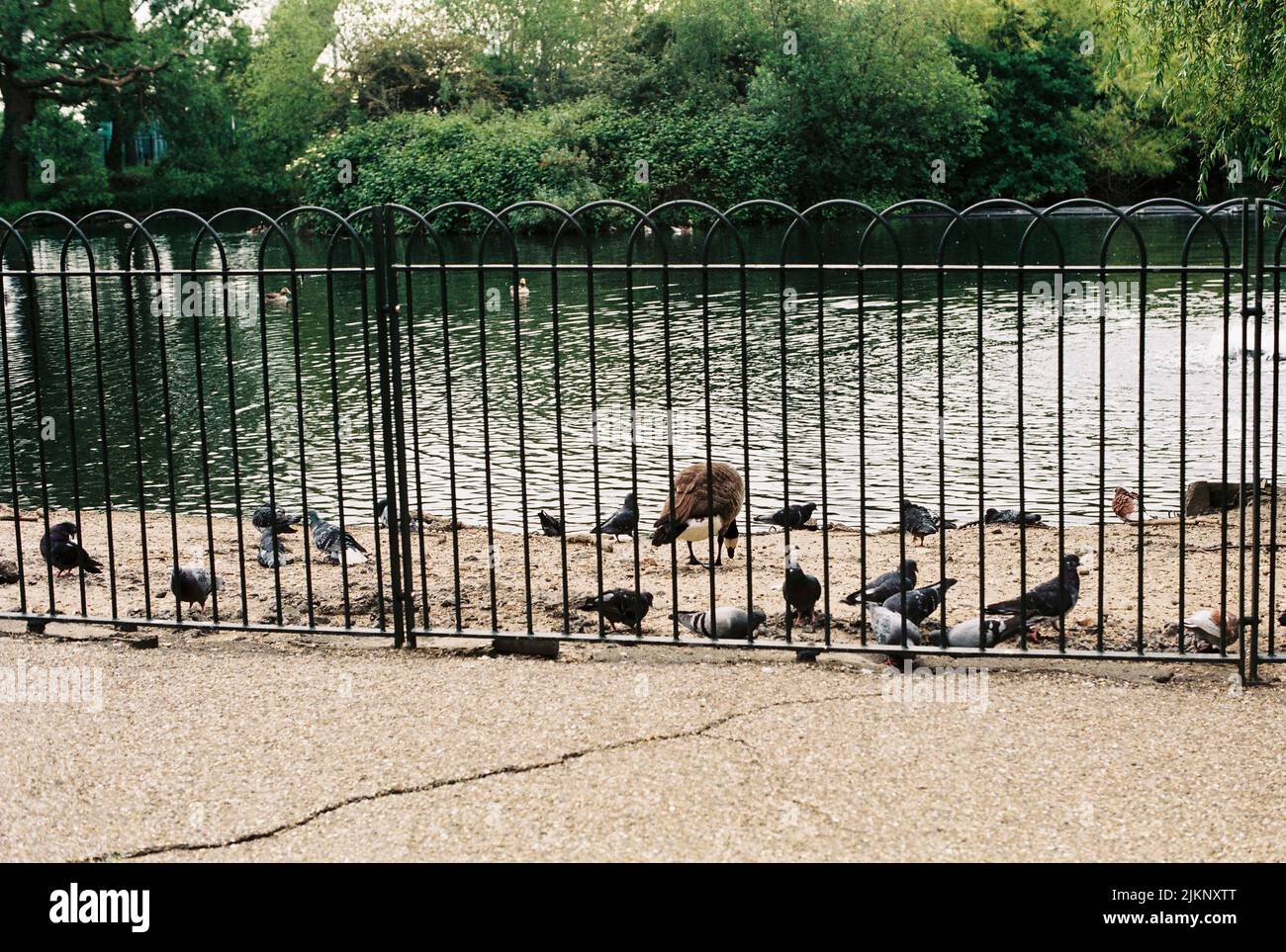 Una foto di colombe e un'oca dietro una recinzione d'acqua in uno zoo Foto Stock