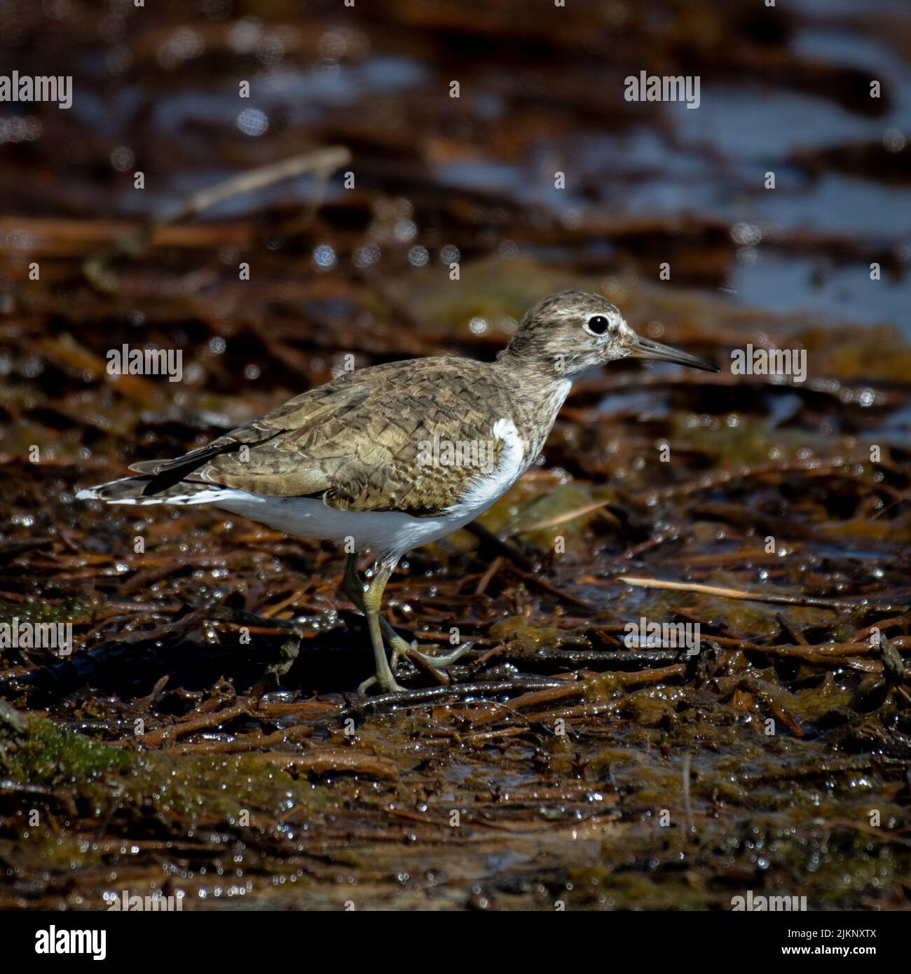 Un primo piano di un uccello da piper di sabbia su una riva sporca del lago Foto Stock