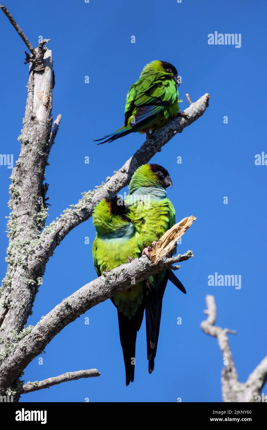 Una foto verticale di tre Nanday Conures che riposano nell'albero, Green Parakeets, Fort De Soto, Florida Foto Stock