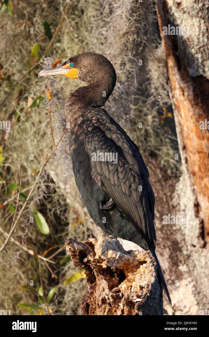 Una foto di un cormorano a doppia crestata che riposa su un albero, Circle B Bar Reserve a Lakeland, Florida Foto Stock