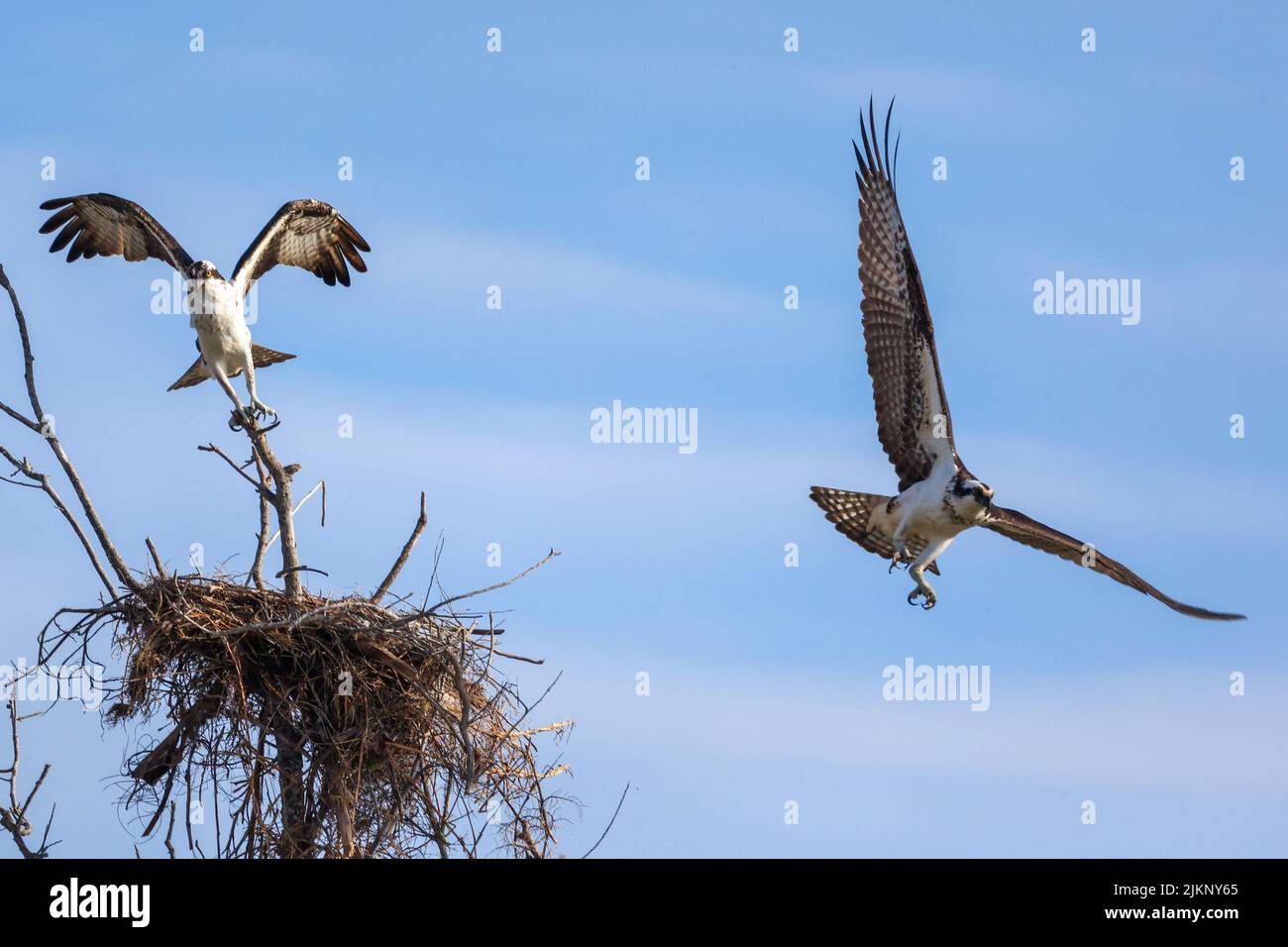Una foto di due orate in volo, stagione nesting, Bradenton, Florida Foto Stock