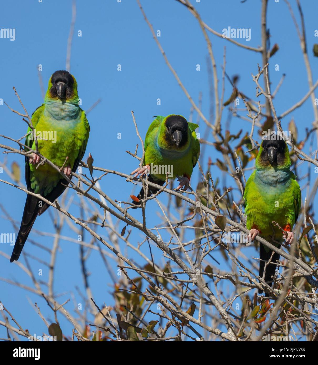 Una foto di tre Nanday Conures che riposano nell'albero, Green Parakeets, Fort De Soto, Florida Foto Stock