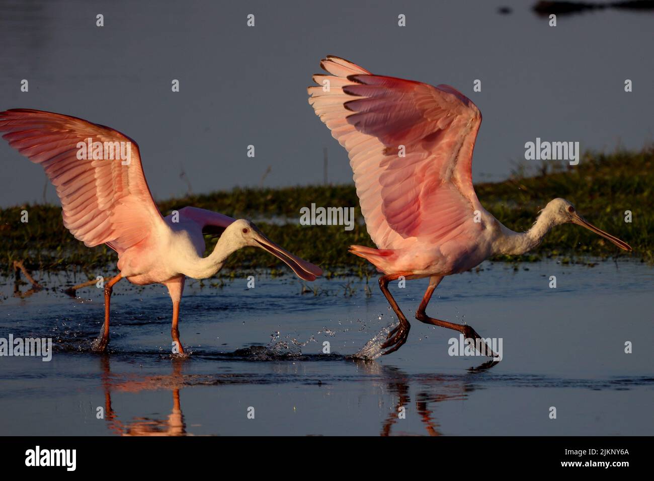 Una foto di spatole rosa che combattono o giocano nel fiume, Myakka River state Park, Florida Foto Stock