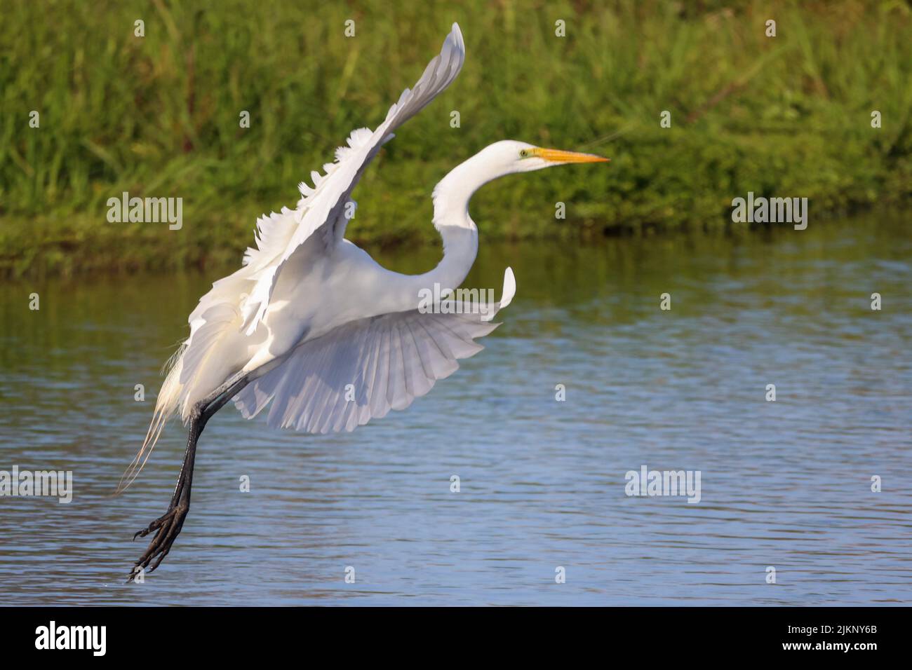 Una foto di un'egretta bianca che vola sull'acqua, Myakka River state Park, Florida Foto Stock
