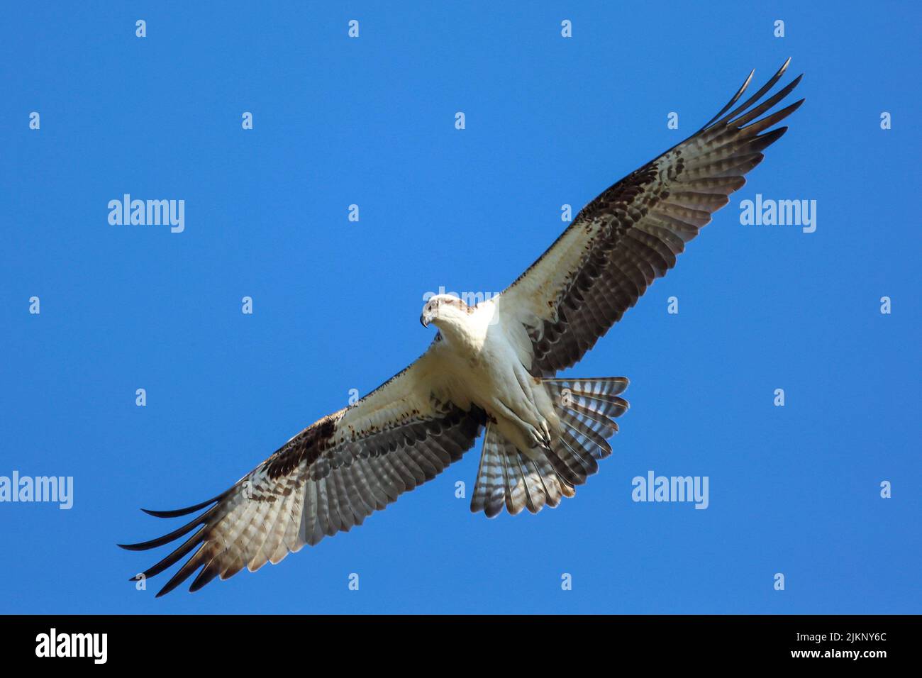 Una foto della parte inferiore di un falco pescatore che vola nel cielo nella riserva Circle B Bar Reserve, Lakeland, Florida Foto Stock