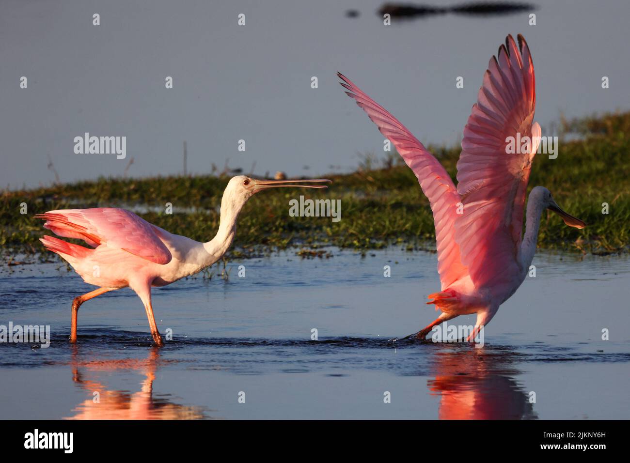 Una foto di spatole rosa che combattono o giocano nel fiume, Myakka River state Park, Florida Foto Stock