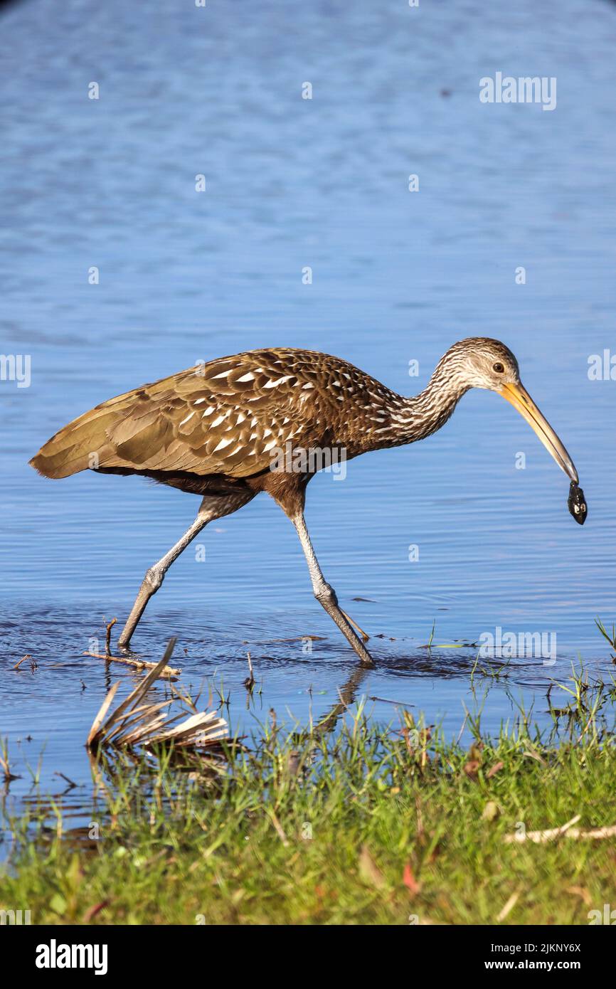Una foto di un uccello limpino che porta la colazione al Myakka River state Park, Florida Foto Stock