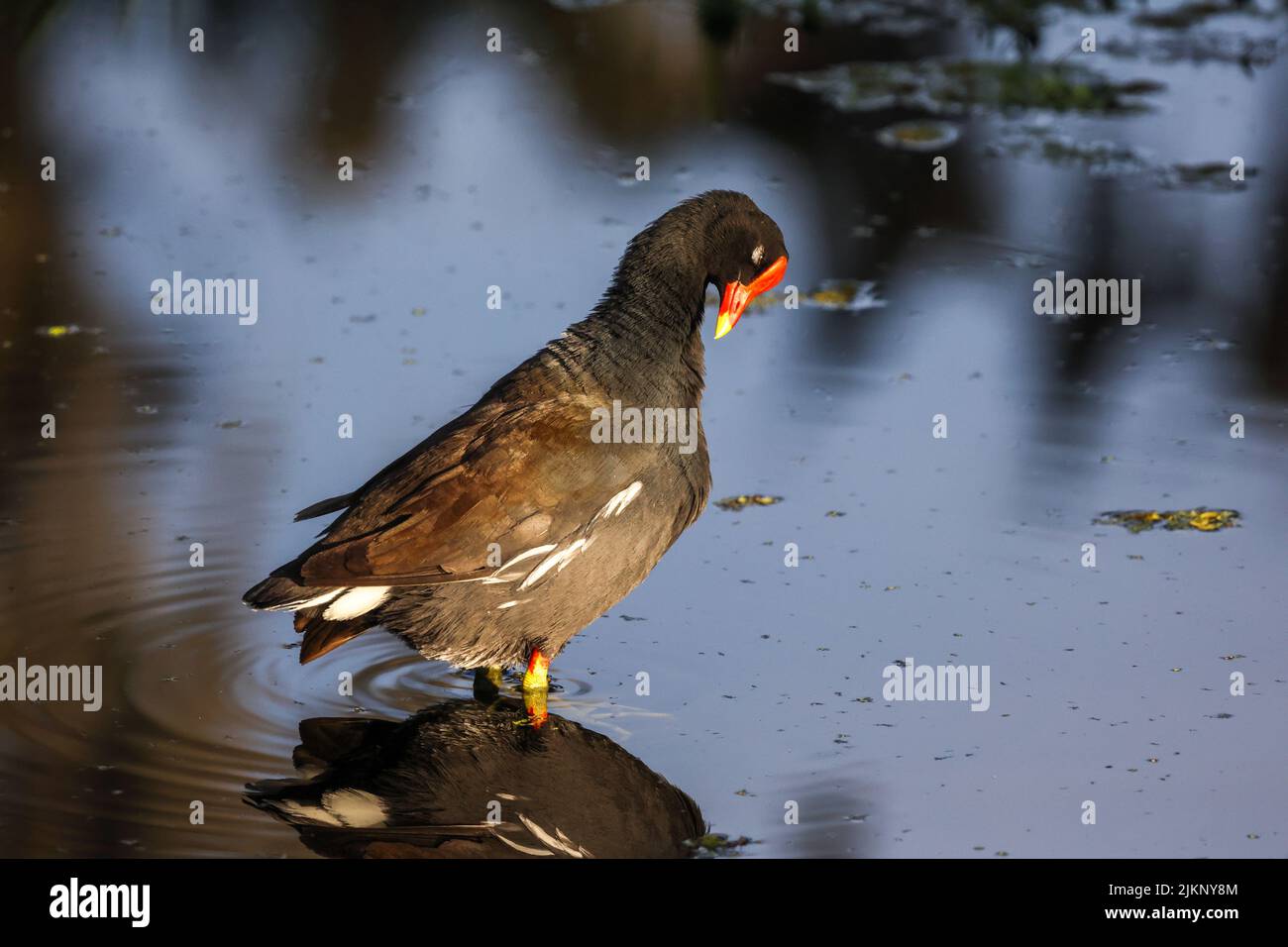 Una foto del gallinule comune che si insinua nel lago Foto Stock