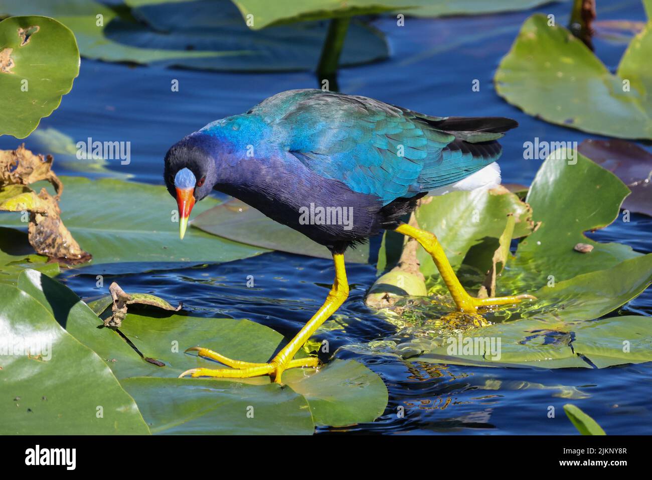 Una foto in primo piano di una Gallinule viola in cerca di cibo nelle Everglades Foto Stock