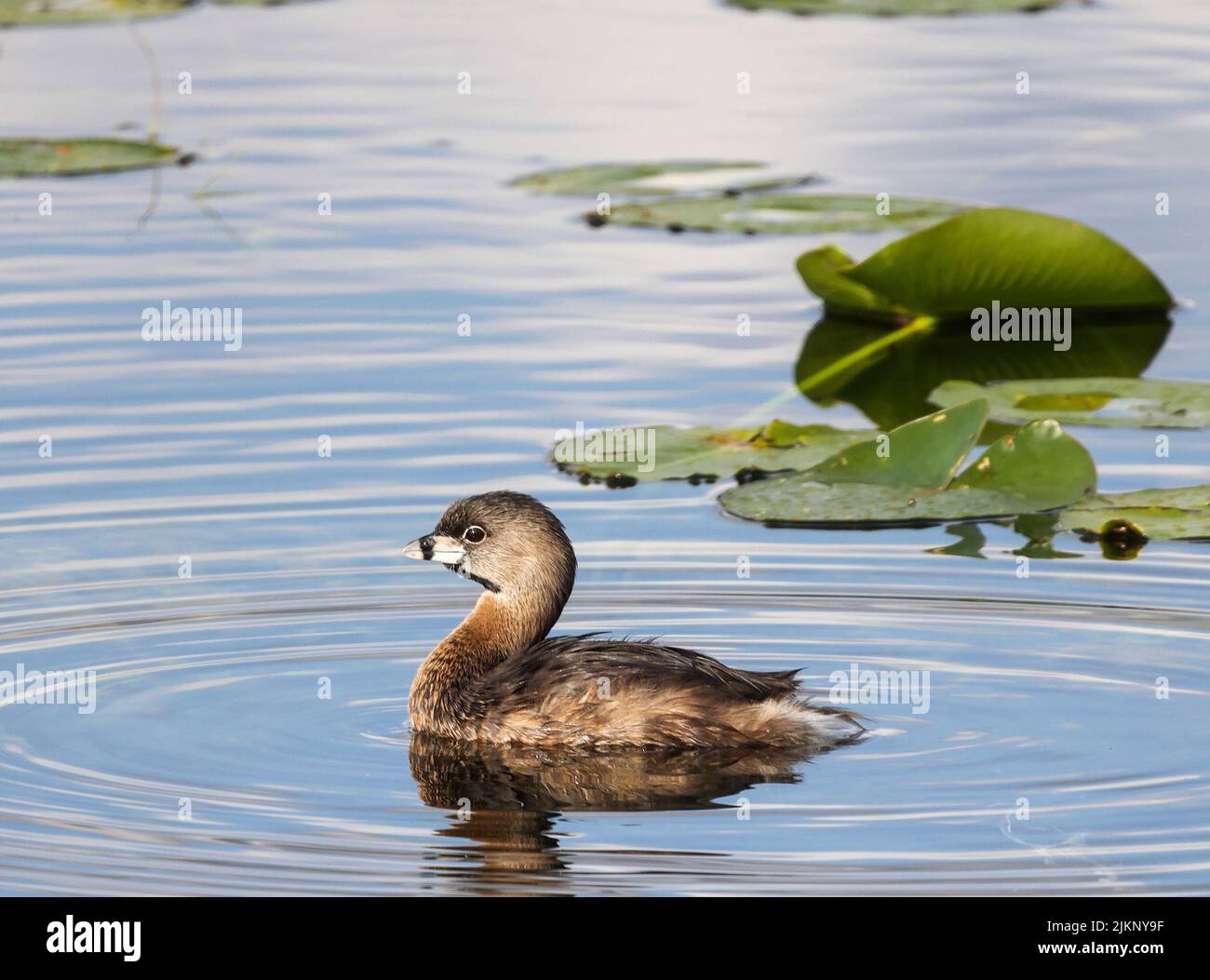 Una foto di un'allegra nuotata in torta nel Parco Nazionale delle Everglades Foto Stock