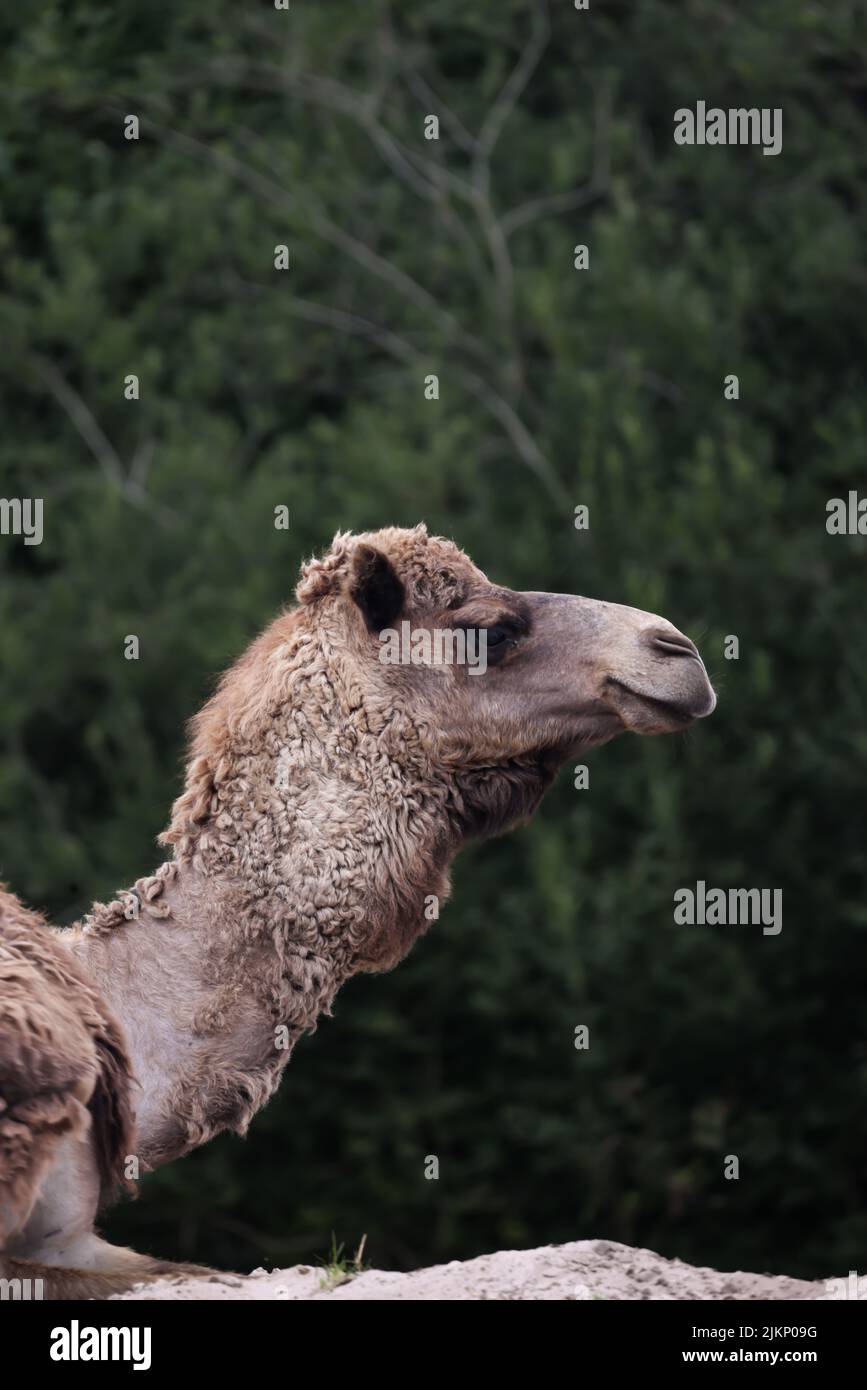 Un primo piano verticale del profilo di un cammello che guarda da parte contro gli alberi verdi Foto Stock