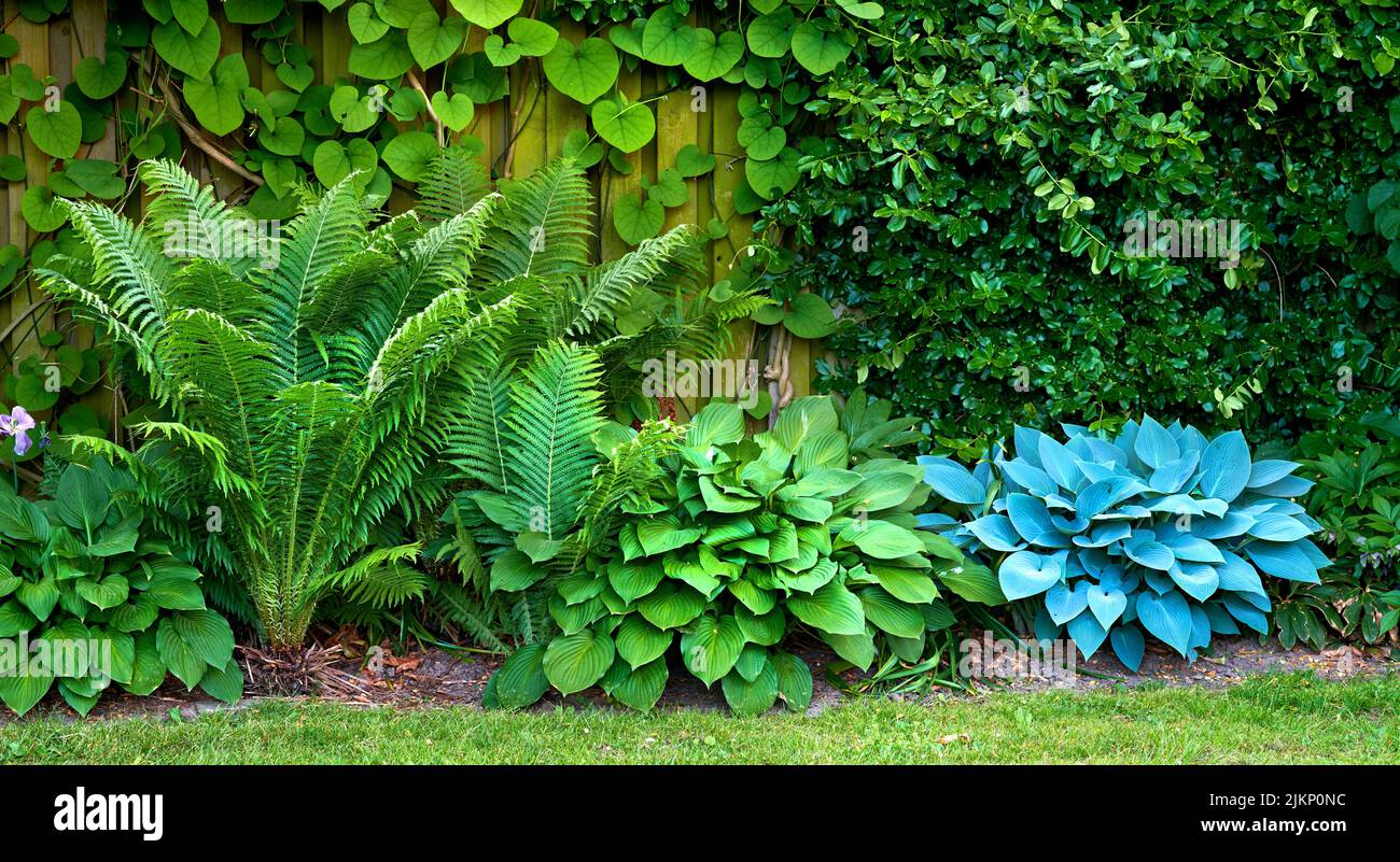 Bellissimi fiori dal mio giardino. Una serie di belle foto del giardino. Foto Stock