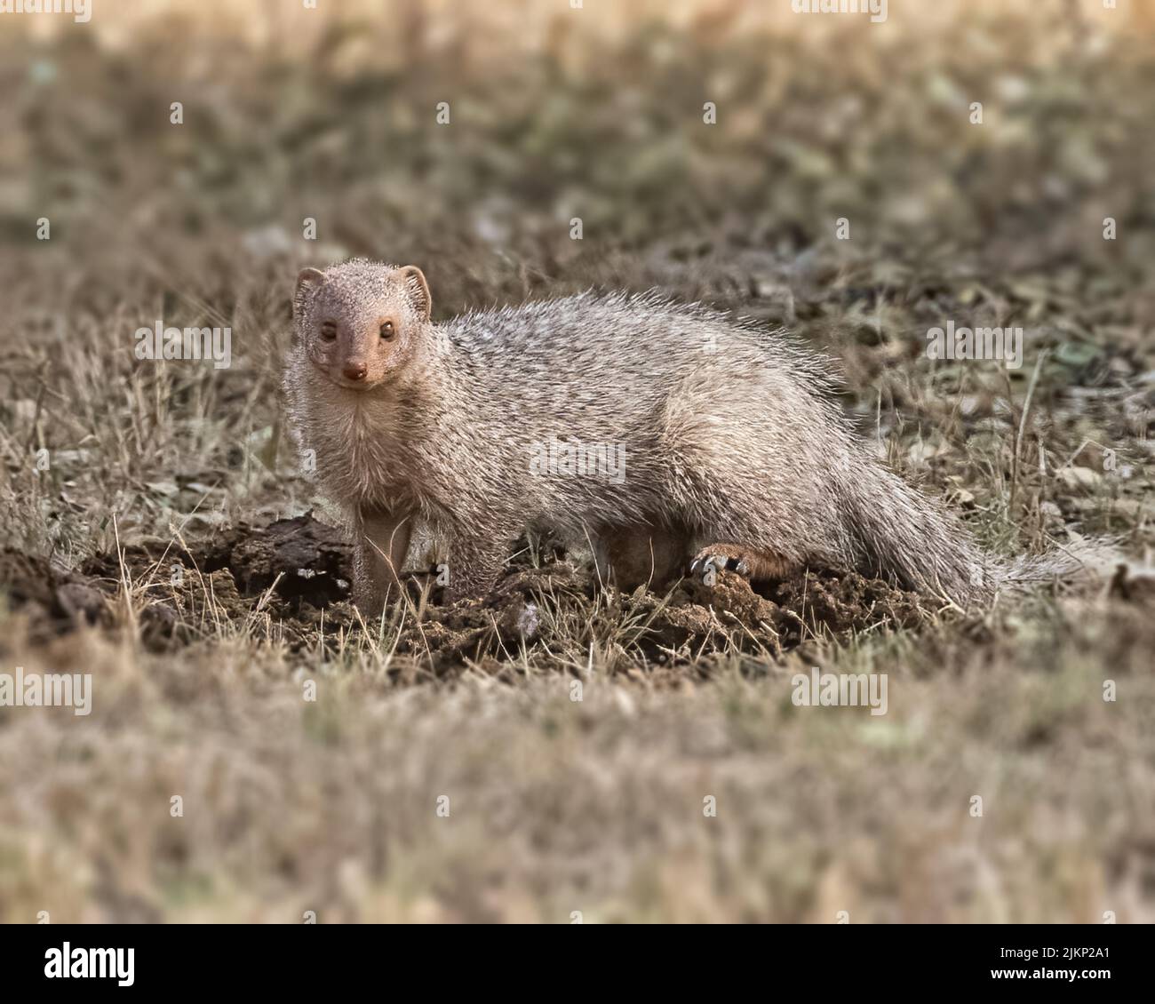 Mongoose che dà una posa per l'immagine in un campo Foto Stock