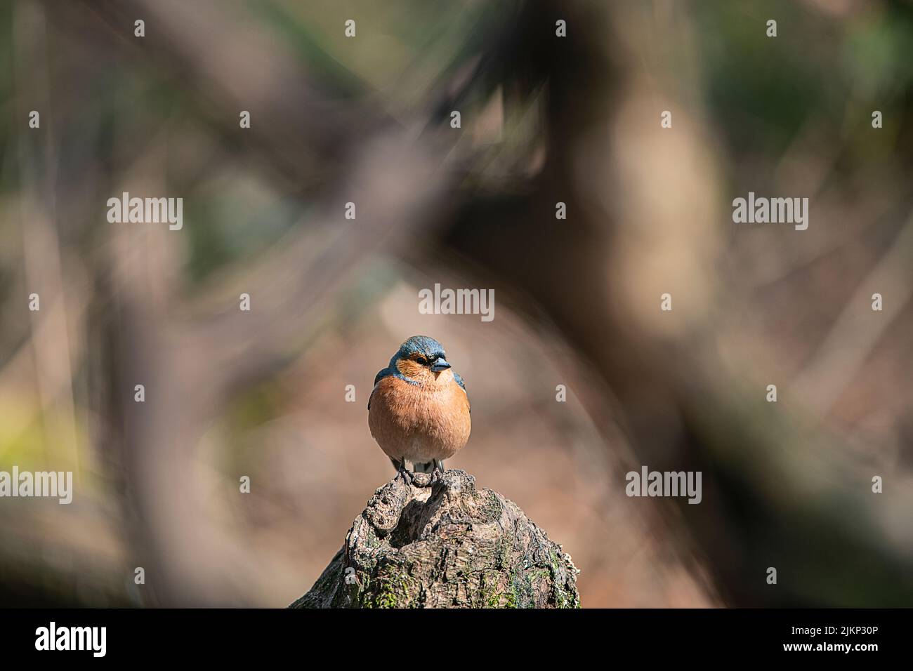 Un poco profondo colpo di fuoco di un comune chaffinch (coelebs Fringilla) in piedi su un tronco di albero rotto Foto Stock