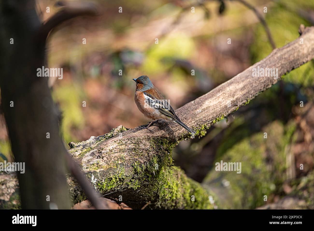 Un fuoco poco profondo di un uccello comune della pinca che si appende su un ramo dell'albero Foto Stock