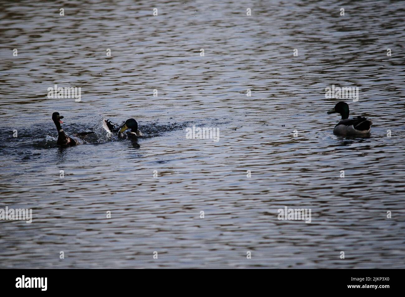 I mallardi nuotano sul lago Foto Stock