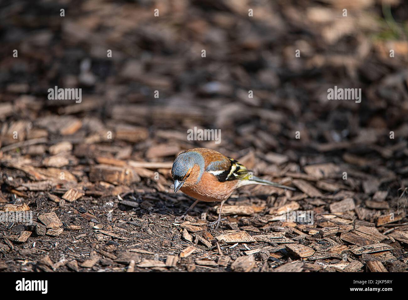 Un primo piano di un uccello di finca in piedi sul terreno coperto da piccoli pezzi di legno Foto Stock