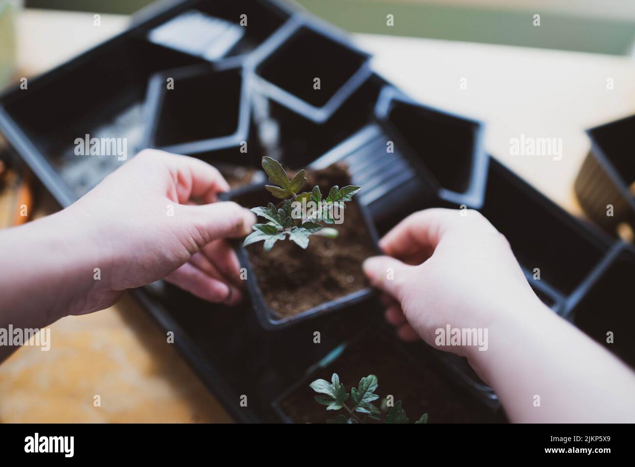 Vaselline di pomodoro in interni per preparare la piantagione primaverile Foto Stock