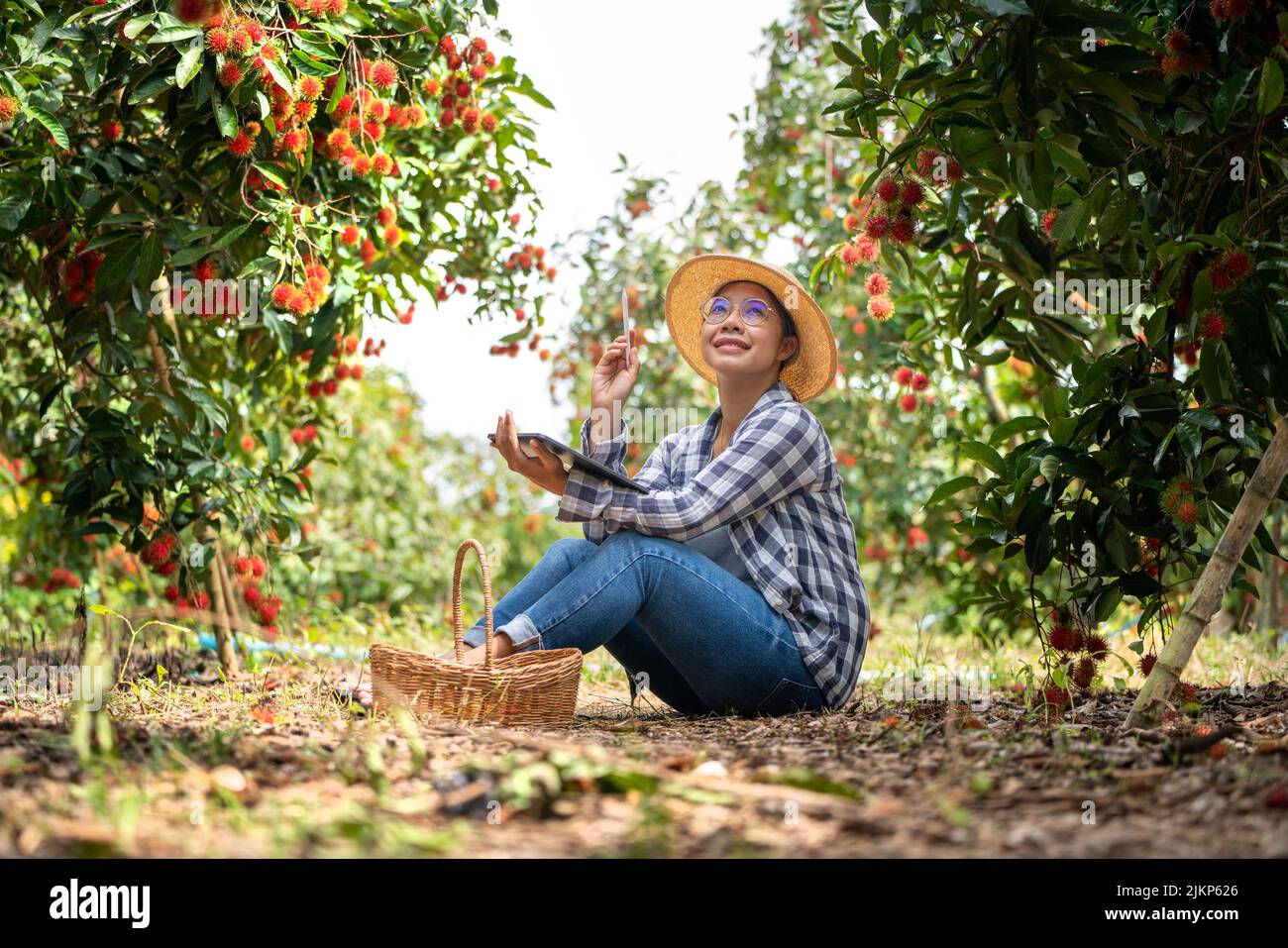 Asia Donna agricoltore Rambutan frutta Farmer controllo qualità del prodotto Rambutan utilizzando tablet o smartphone, femmina agricoltore in possesso di rambutan da biologico Foto Stock