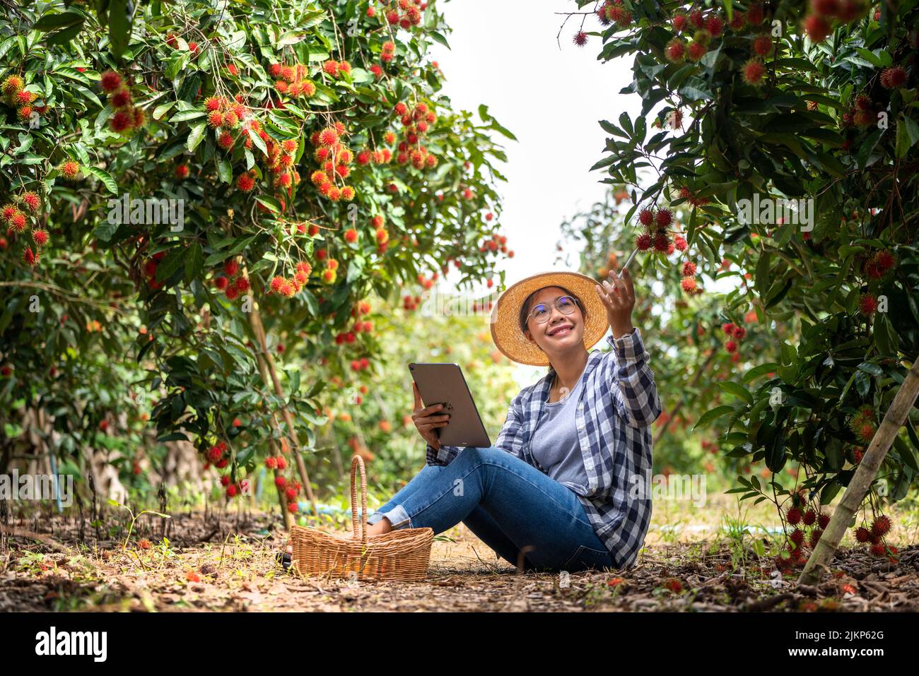 Asia Donna agricoltore Rambutan frutta Farmer controllo qualità del prodotto Rambutan utilizzando tablet o smartphone, femmina agricoltore in possesso di rambutan da biologico Foto Stock